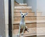 Small #12 Saluki-Whippet Mix