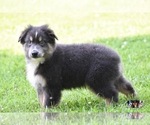 Small Photo #5 Australian Shepherd Puppy For Sale in EASTON, MO, USA