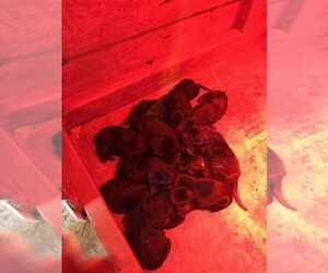 Labrador Retriever Puppy for sale in ARITON, AL, USA