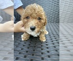 Small Photo #6 Poodle (Toy) Puppy For Sale in MARYLAND HEIGHTS, MO, USA