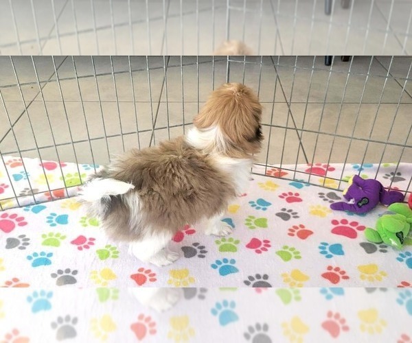 Medium Photo #5 Japanese Chin Puppy For Sale in ORO VALLEY, AZ, USA