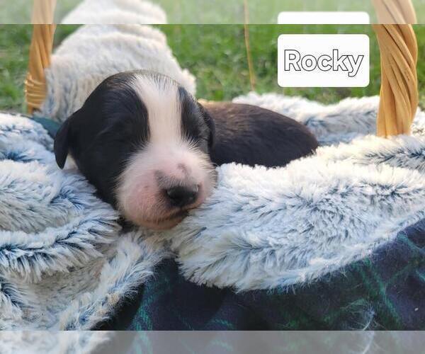 Medium Photo #13 Aussiedoodle Puppy For Sale in CONWAY, SC, USA