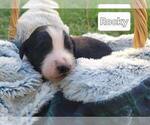 Small #12 Aussiedoodle