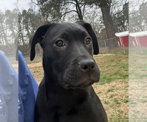 Medium Photo #1 Labrador Retriever-Unknown Mix Puppy For Sale in Boston, MA, USA