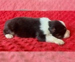 Small #1 Australian Shepherd