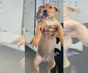 Mutt Dogs for adoption in Bakersfield, CA, USA