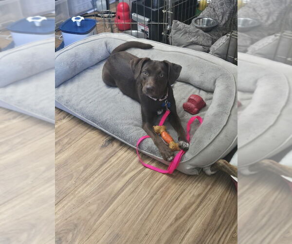 Medium Photo #4 Labrador Retriever-Unknown Mix Puppy For Sale in Springdale, PA, USA