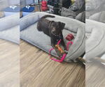 Small #3 Labrador Retriever Mix