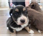 Small Photo #1 Australian Shepherd Puppy For Sale in SPRINGDALE, WA, USA