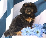 Small #4 Cavapoo