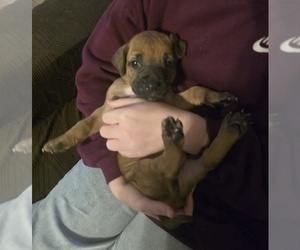Rhodesian Ridgeback Puppy for sale in ALBA, TX, USA