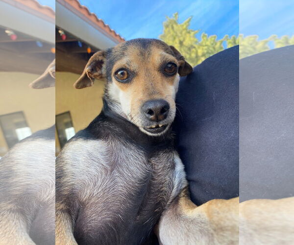 Medium Photo #2 Chihuahua-Unknown Mix Puppy For Sale in La Verne, CA, USA