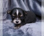 Small Chihuahua