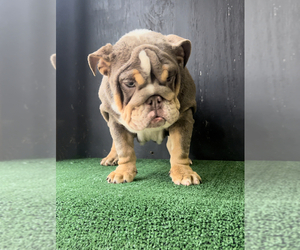 Bulldog Puppy for sale in BEAUMONT, CA, USA