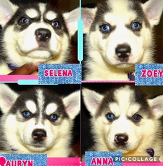 Siberian Husky Puppy for sale in HOLLIS, NY, USA