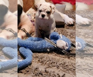 English Bulldogge Puppy for sale in BOARDMAN, OH, USA