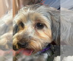 Small Doxiepoo (Miniature)