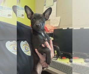 Jack Russell Terrier-Unknown Mix Dogs for adoption in SHERBURNE, NY, USA