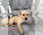 Rhea (Roxie's Litter) - Female Chug Dog for Adoption - Small photo