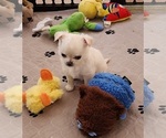 Small Photo #5 Chihuahua Puppy For Sale in RANCHO CUCAMONGA, CA, USA