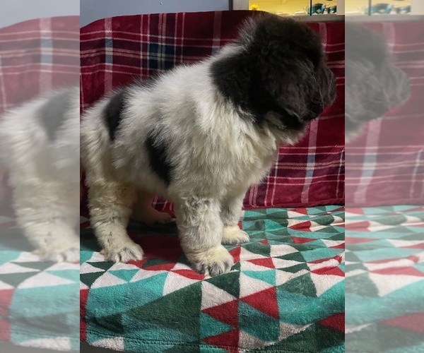 Medium Photo #4 Newfoundland Puppy For Sale in AURORA, IN, USA