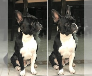 Father of the Faux Frenchbo Bulldog puppies born on 03/06/2019