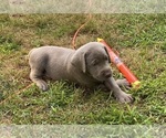 Puppy Loki Labrador Retriever