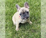 Puppy Koda French Bulldog