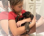Small #1 American Pit Bull Terrier-Chihuahua Mix