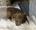 Small Photo #5 Bullboxer Pit Puppy For Sale in Hillsboro, MO, USA