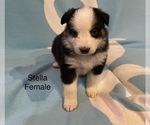 Small Photo #14 Australian Shepherd Puppy For Sale in EXETER, MO, USA