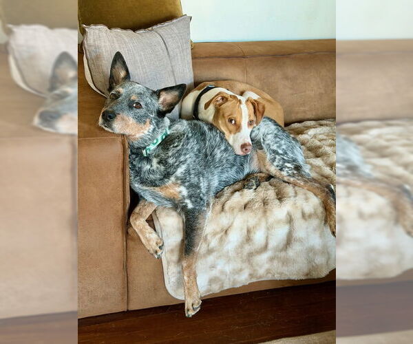 Medium Photo #4 American Pit Bull Terrier-Unknown Mix Puppy For Sale in Sandy, UT, USA