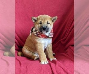 Shiba Inu Puppy for sale in OXFORD, PA, USA