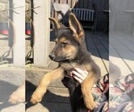 Small Photo #15 German Shepherd Dog Puppy For Sale in OSTRANDER, OH, USA