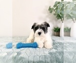 Small #2 Schnauzer (Miniature)