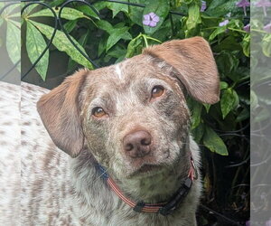 Pointer-Unknown Mix Dogs for adoption in Cookeville, TN, USA