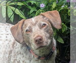Small Pointer Mix