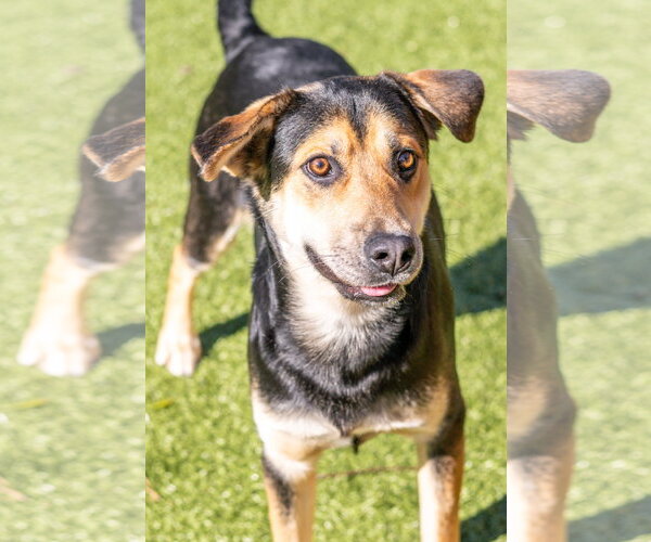 Medium Photo #3 Mutt Puppy For Sale in Hilton Head, SC, USA