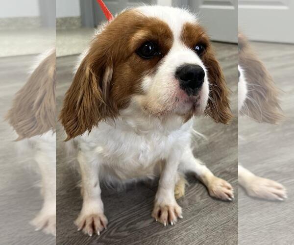 Medium Photo #2 Cavalier King Charles Spaniel Puppy For Sale in Westminster, MD, USA