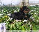 Small Photo #4 Yorkshire Terrier Puppy For Sale in MOUNTAIN GROVE, MO, USA
