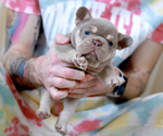 Small Photo #1 French Bulldog Puppy For Sale in GREENPORT, NY, USA