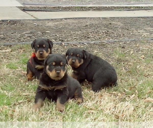 Medium Photo #1 Rottweiler Puppy For Sale in CORDOVA, TN, USA