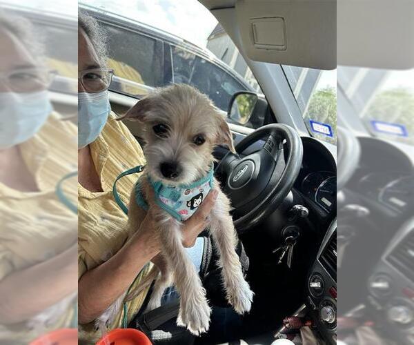 Medium Photo #1 Mutt Puppy For Sale in San Antonio, TX, USA