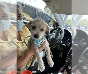 Mutt Dogs for adoption in San Antonio, TX, USA