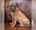Small Photo #10 Cane Corso Puppy For Sale in LA PLATA, MD, USA