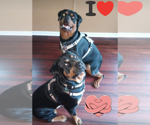 Rottweiler Puppy for sale in BOLINGBROOK, IL, USA