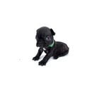 Small #3 French Bulldog