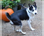 Small #1 Huskies  Mix