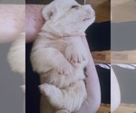 Litter of 8 - Male(s) and Female(s) Great PyreneesLitter of Puppies for Sale - Photo #3