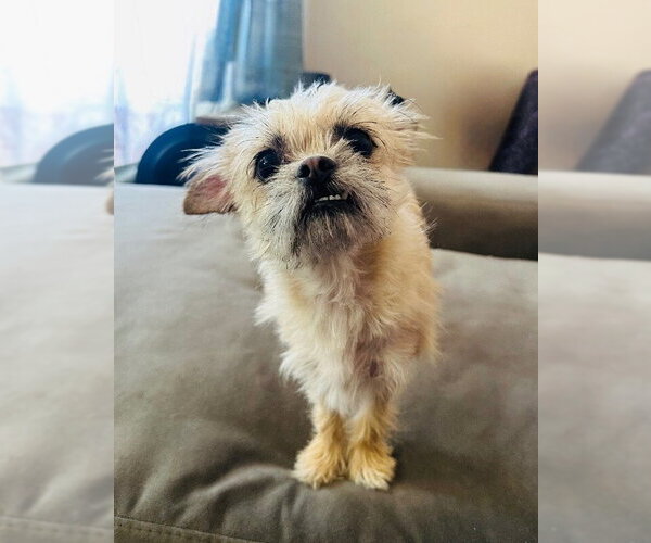 Medium Photo #3 Brussels Griffon Puppy For Sale in Marina Del Rey, CA, USA